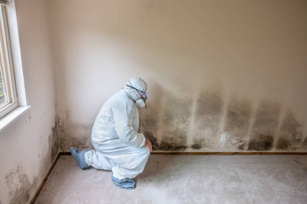 Biohazard Mold Removal in Smithville, TX